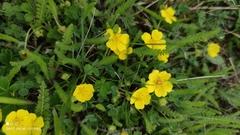 Potentilla incana