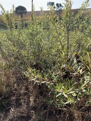 Searsia angustifolia