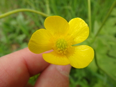 Ranunculus constantinopolitanus