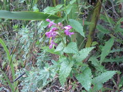 Stachys thunbergii