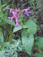Stachys thunbergii