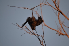 Quiscalus mexicanus