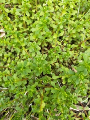 Sedum actinocarpum