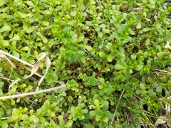 Sedum actinocarpum