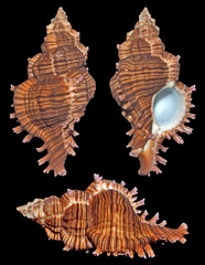 Chicoreus torrefactus