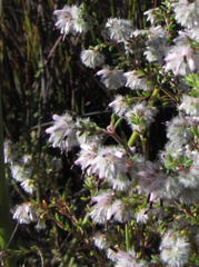 Erica eriocephala