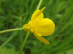 Ranunculus constantinopolitanus