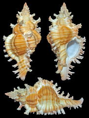 Chicoreus torrefactus