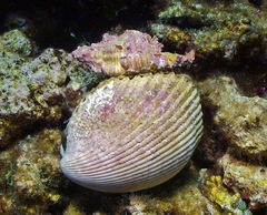 Chicoreus torrefactus