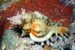 Chicoreus torrefactus