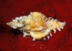 Chicoreus torrefactus