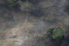 Dermogenys siamensis