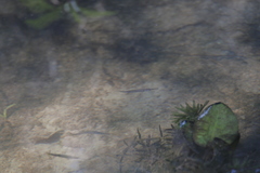 Dermogenys siamensis