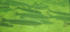Salvelinus malma