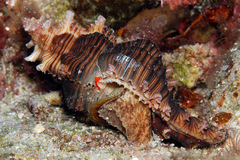 Chicoreus torrefactus