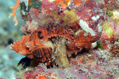 Chicoreus torrefactus