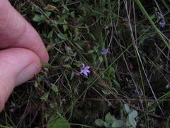 Lobelia eckloniana
