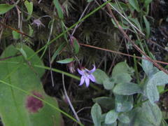 Lobelia eckloniana