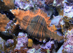 Chicoreus torrefactus