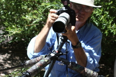 Brechmorhoga pertinax