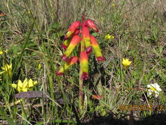 Lachenalia quadricolor