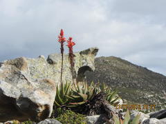 Aloe succotrina