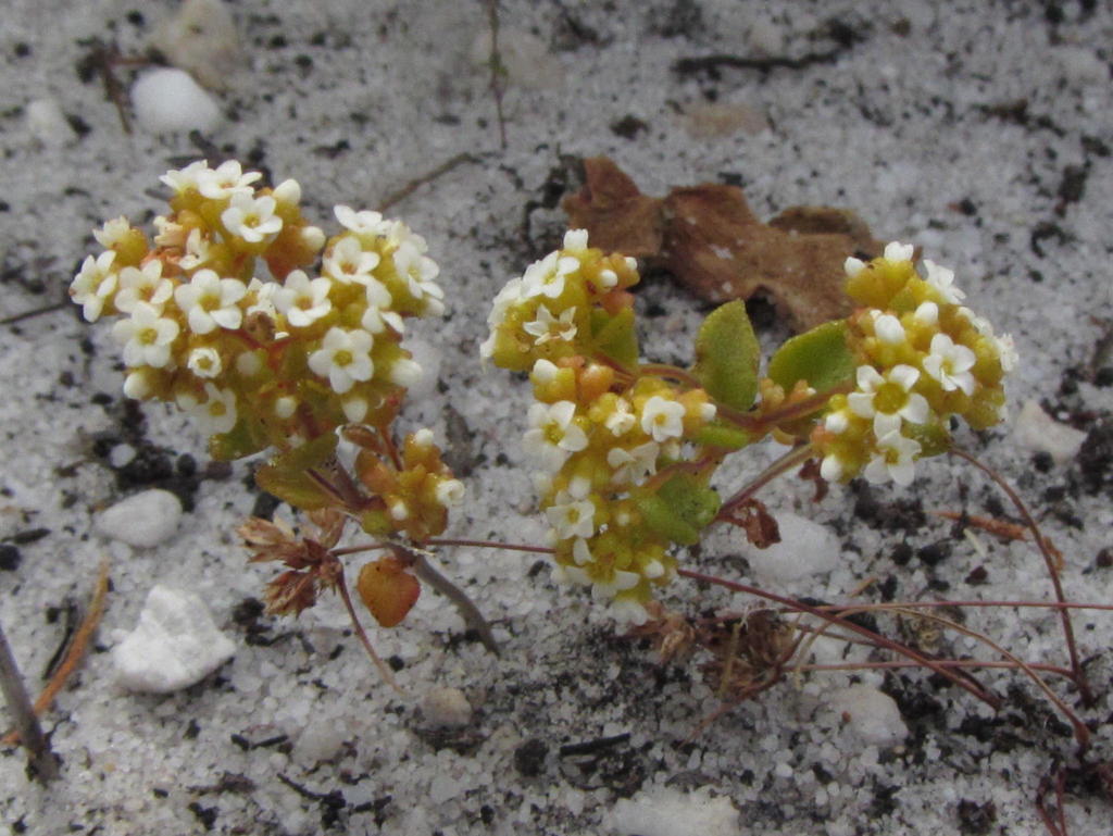 Crassula filiformis