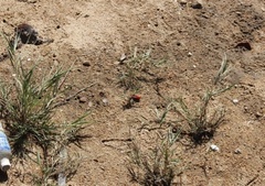 Paraleptuca splendida