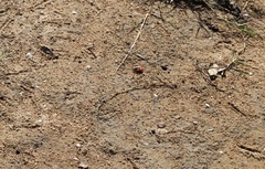 Paraleptuca splendida