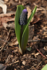 Muscari latifolium