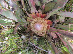 Protea laevis