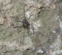 Protolophus tuberculatus