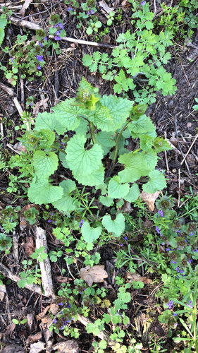 Vaistinė česnakūnė