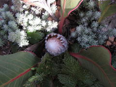 Protea scolopendriifolia