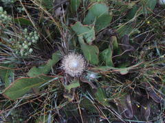 Protea scolopendriifolia
