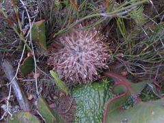 Protea scolopendriifolia
