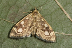 Anania coronata