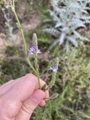 Verbena runyonii