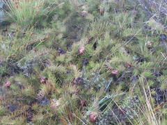 Protea witzenbergiana