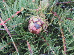 Protea witzenbergiana