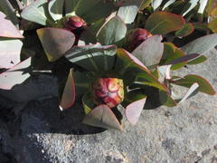 Protea recondita