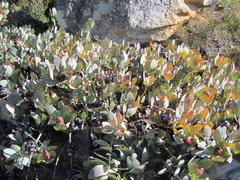 Protea recondita