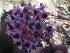 Erica eugenea