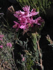 Erica eugenea