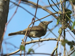 Vireo magister