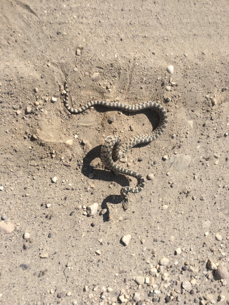 Gopher Snake From Snake River Birds Of Prey National Conservation Area ...