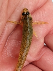 Etheostoma nigrum