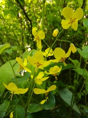 Epimedium × perralchicum