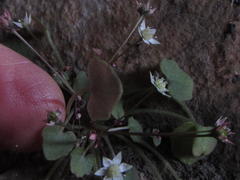 Crassula dentata