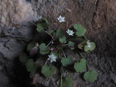Crassula dentata